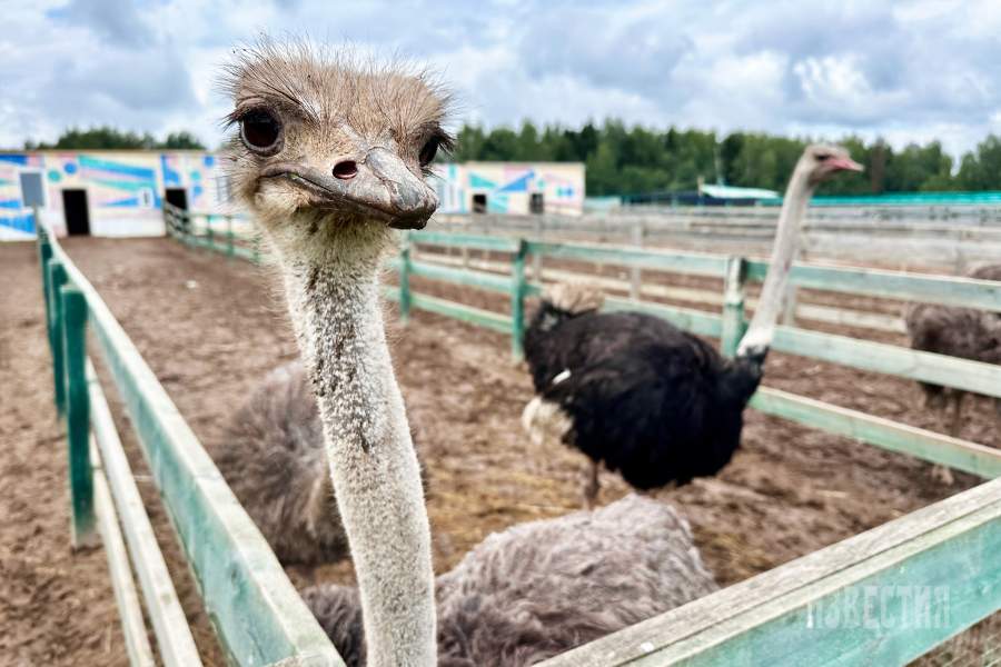 Страусиная ферма