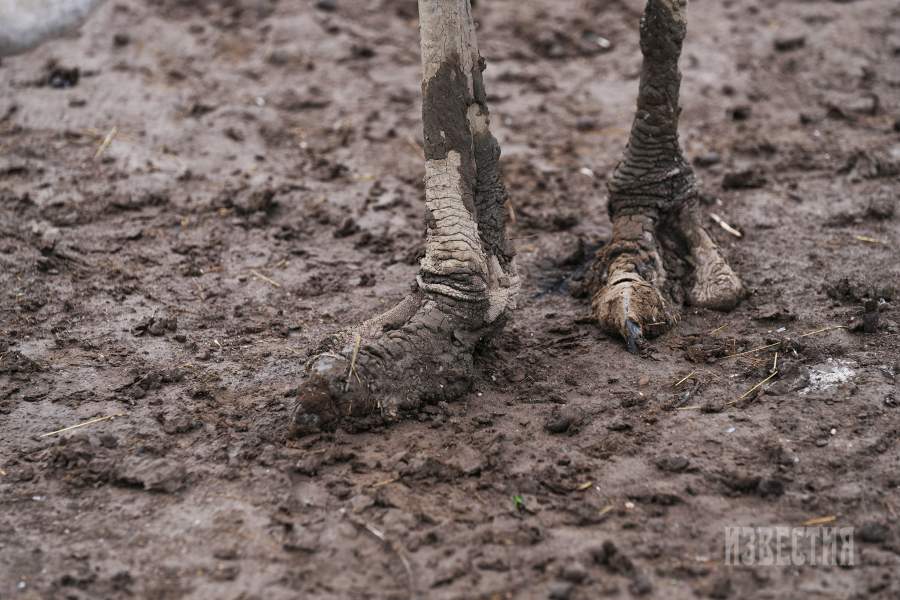 Страусиная ферма