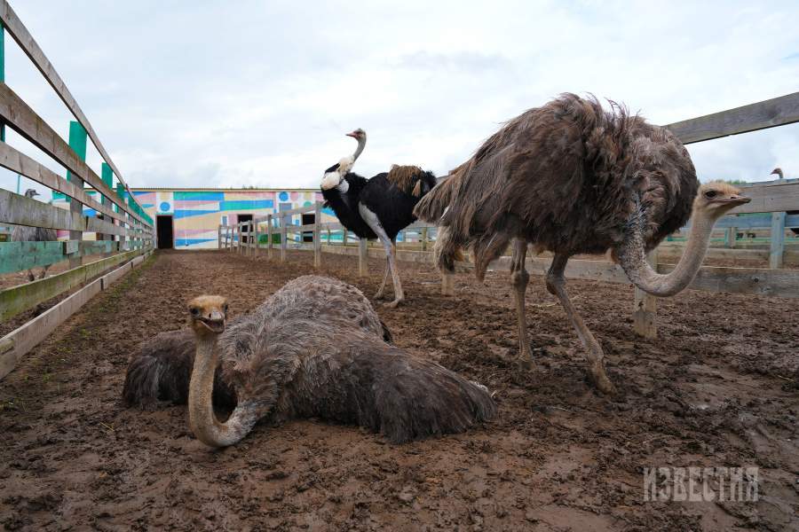 Страусиная ферма