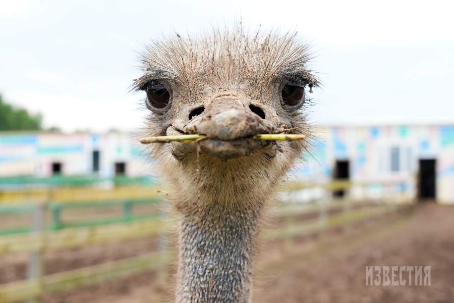 Страусиная ферма