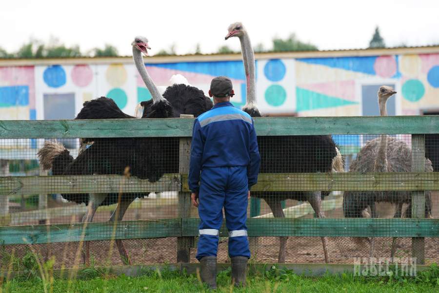 Страусиная ферма