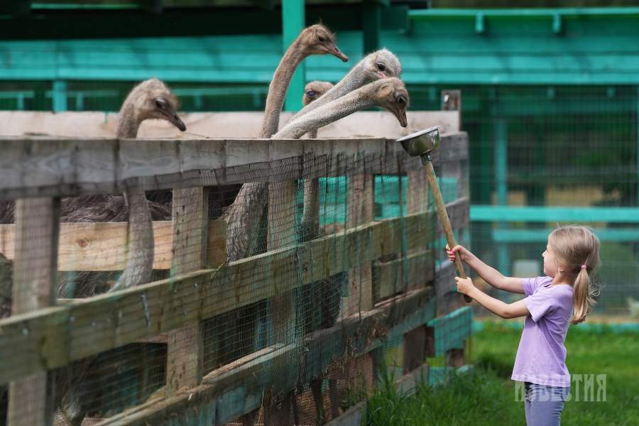 Страусиная ферма