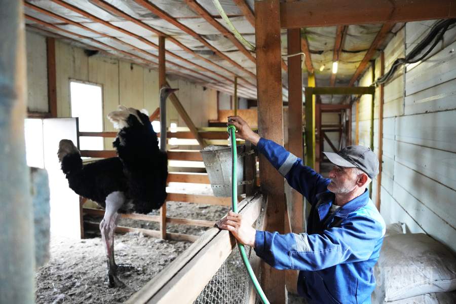 Страусиная ферма