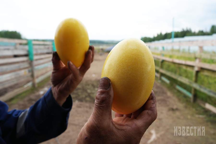 Страусиная ферма