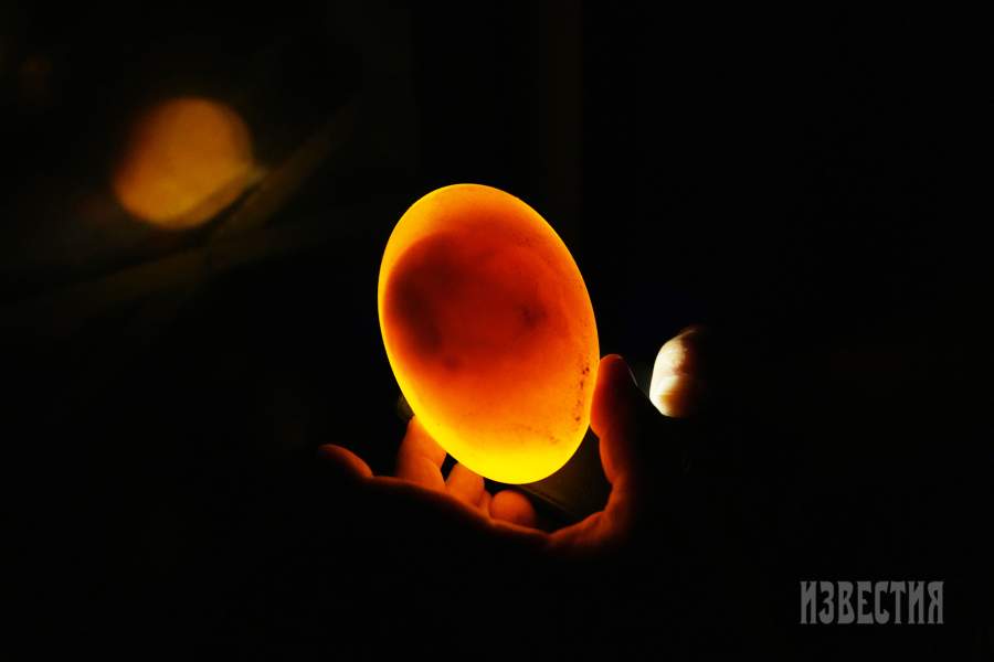 Страусиная ферма