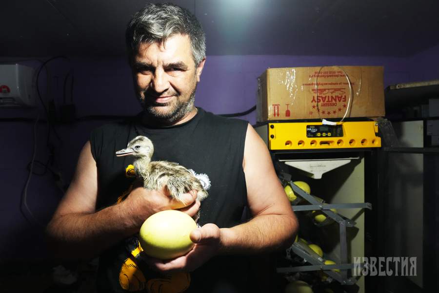 Страусиная ферма