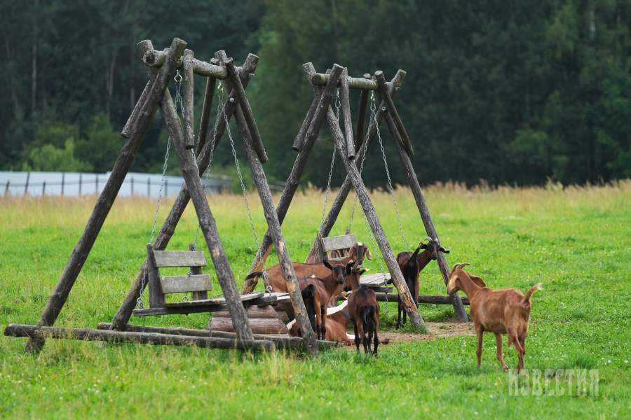 Страусиная ферма
