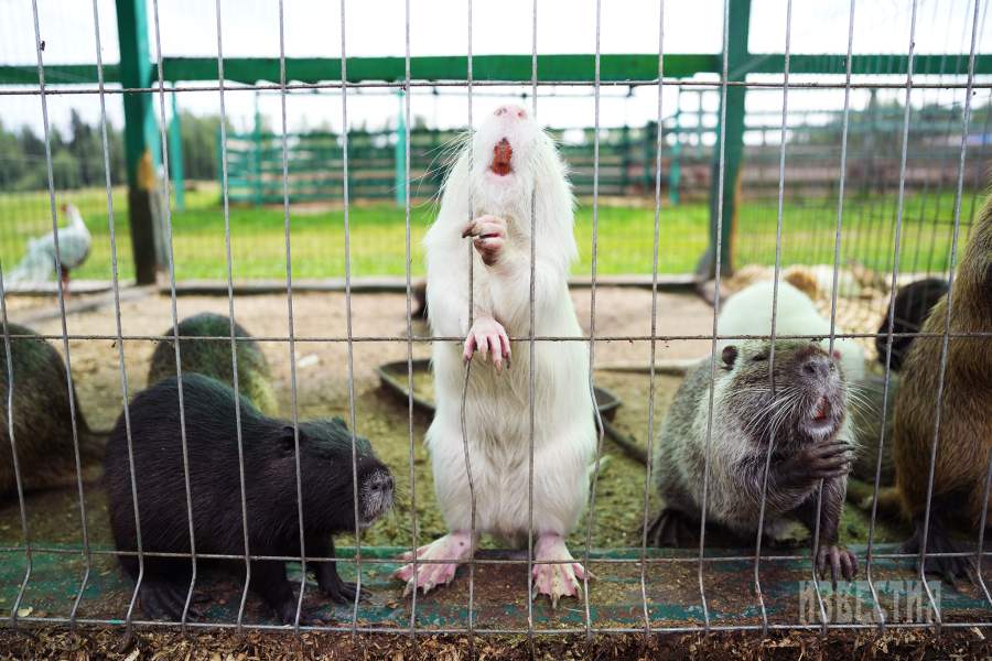 Страусиная ферма