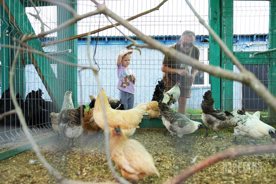 Страусиная ферма