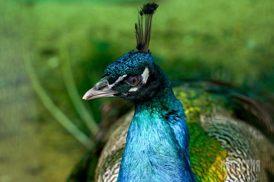 Страусиная ферма