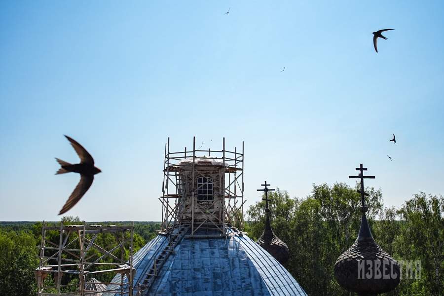 Виды с колокольни, стрижи