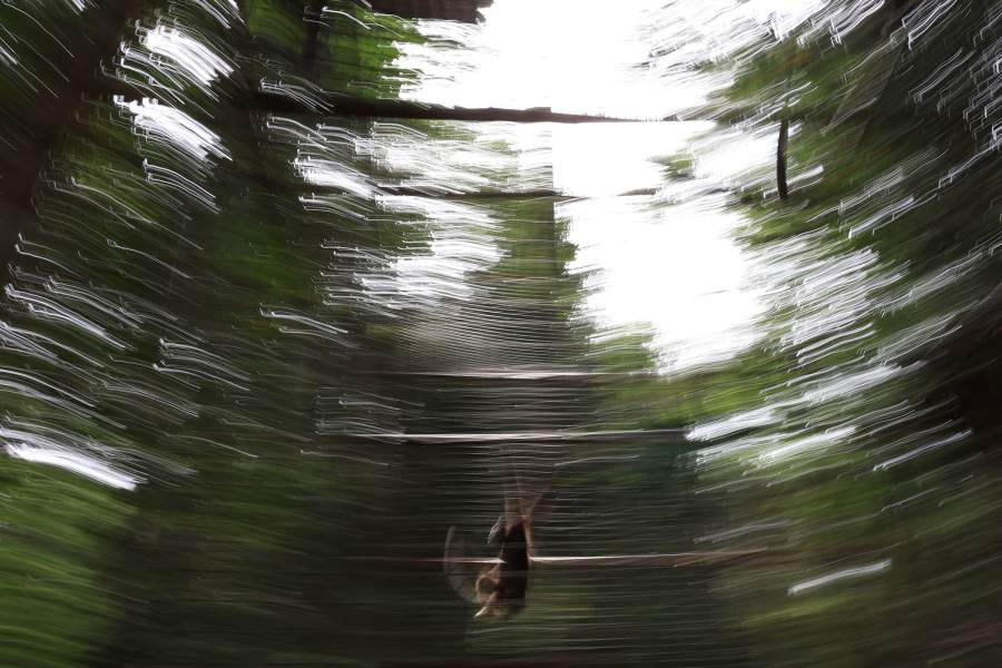 В Малайзии женщины-аборигены спасают популяцию гиббонов