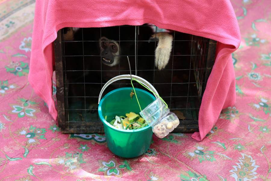 В Малайзии женщины-аборигены спасают популяцию гиббонов