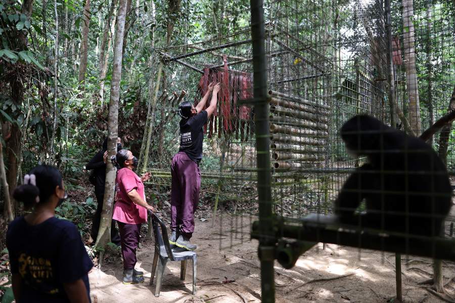 В Малайзии женщины-аборигены спасают популяцию гиббонов