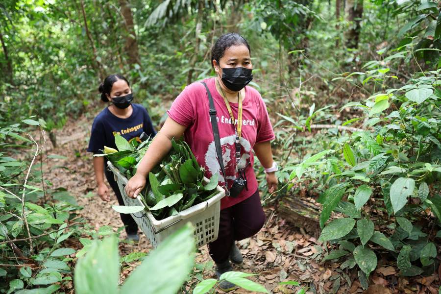 В Малайзии женщины-аборигены спасают популяцию гиббонов