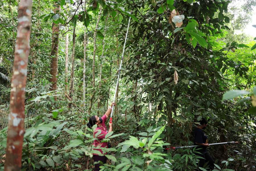 В Малайзии женщины-аборигены спасают популяцию гиббонов