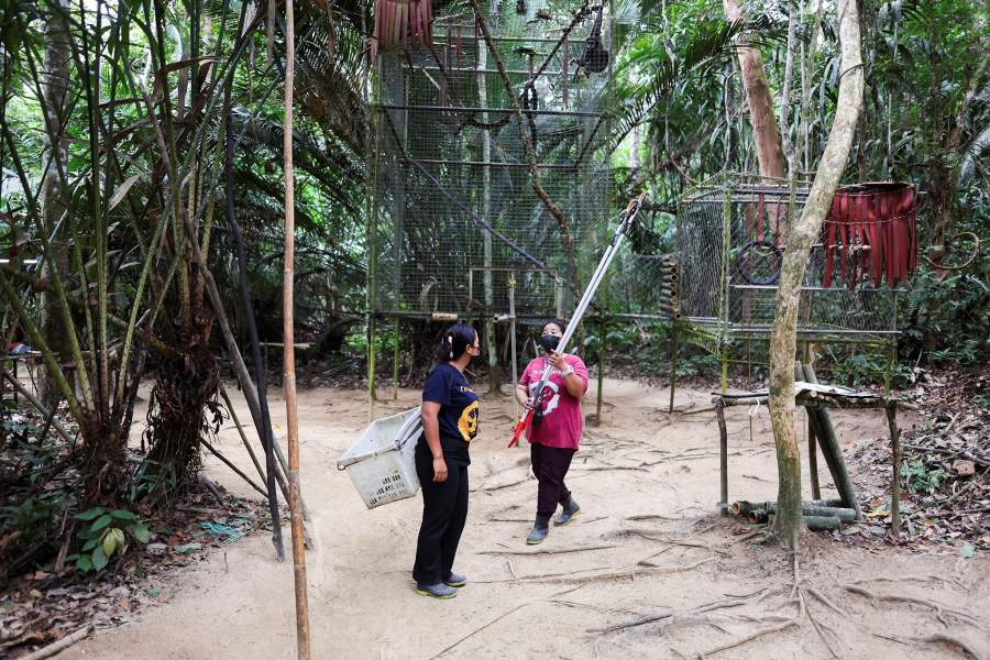 В Малайзии женщины-аборигены спасают популяцию гиббонов