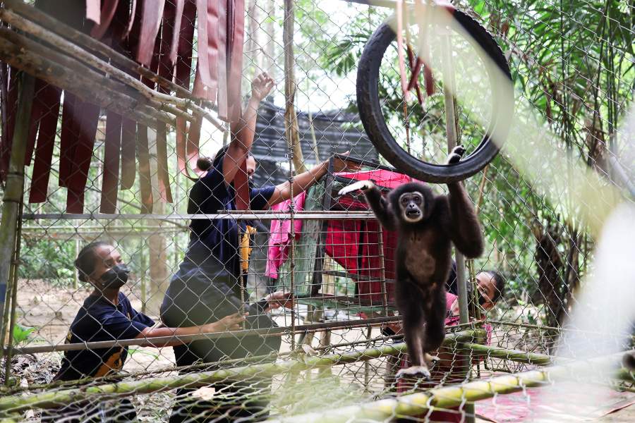 В Малайзии женщины-аборигены спасают популяцию гиббонов