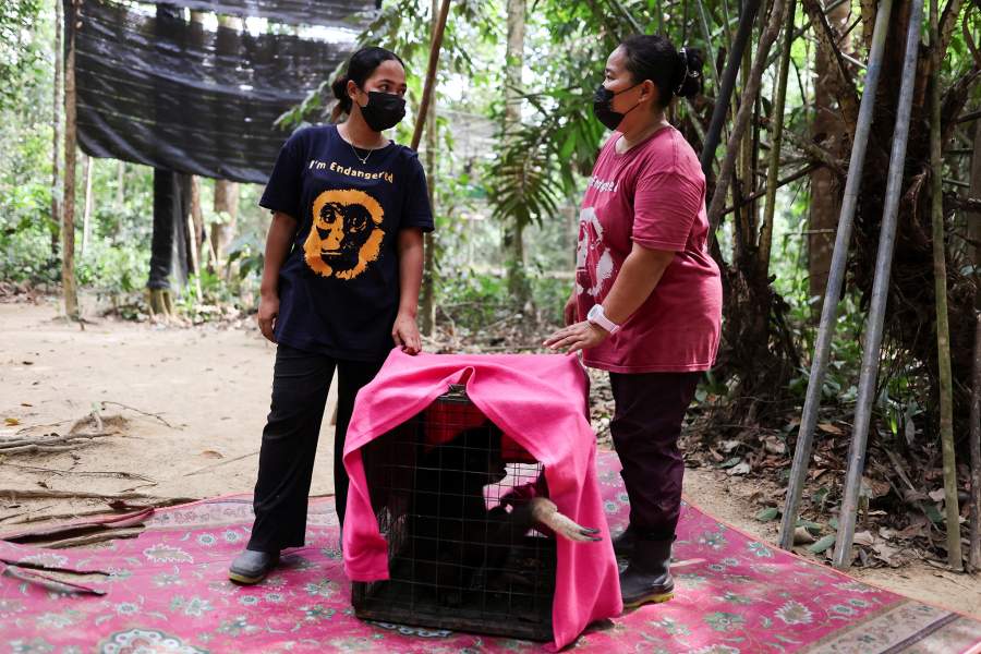 В Малайзии женщины-аборигены спасают популяцию гиббонов