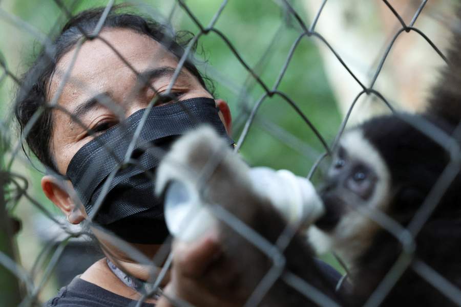 В Малайзии женщины-аборигены спасают популяцию гиббонов