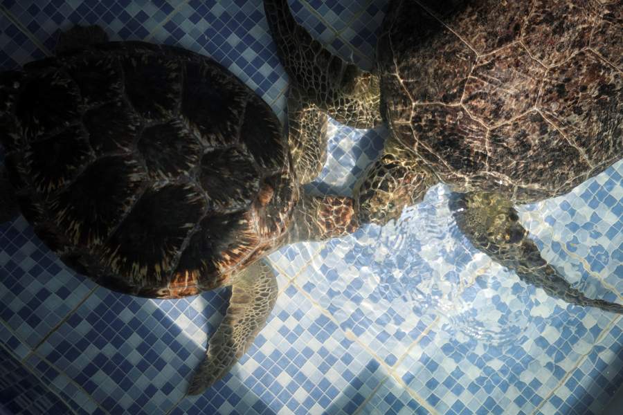 Активисты борются за спасение морских черепах Нигерии