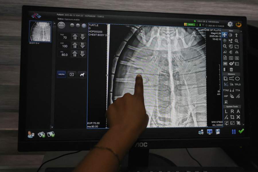 Активисты борются за спасение морских черепах Нигерии