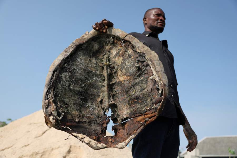 Активисты борются за спасение морских черепах Нигерии