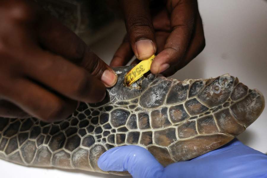 Активисты борются за спасение морских черепах Нигерии