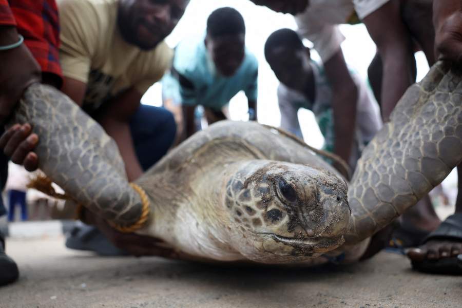 Активисты борются за спасение морских черепах Нигерии