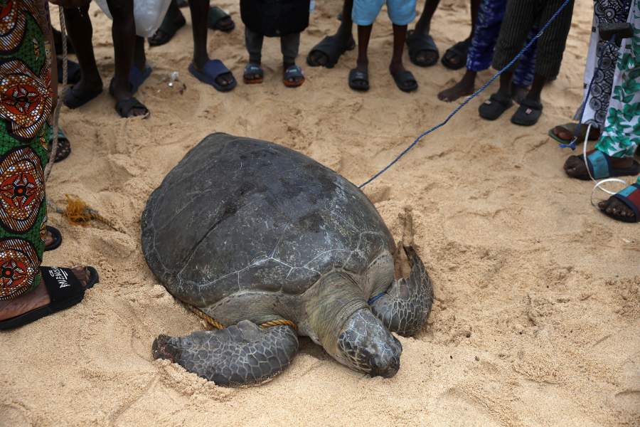 Активисты борются за спасение морских черепах Нигерии