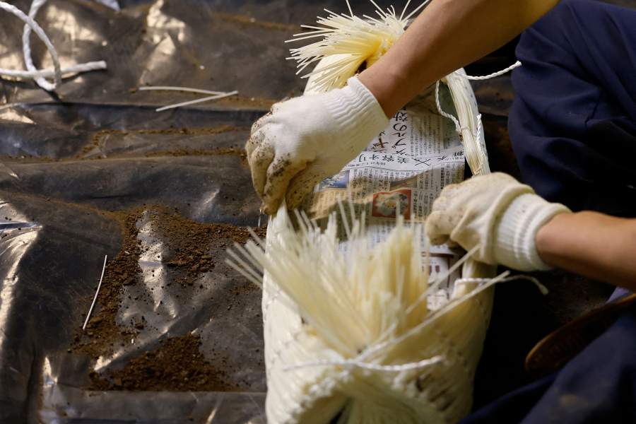 Sumo Wrestling - The Grand Sumo Tournament - Preview - Royal Albert Hall, London, Britain - October 12, 2025 A Yobidashi is seen making straw bales known as Tawara, inside the Royal Albert Hall, a centuries old technique rarely seen outside Japan. The tournament marks only the second time that Japan's iconic sport has visited the UK, following on from the previous event in 199