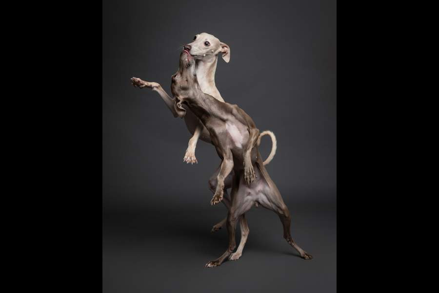 Dog Photography Awards 2025