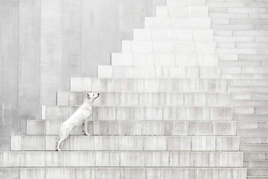Dog Photography Awards 2025
