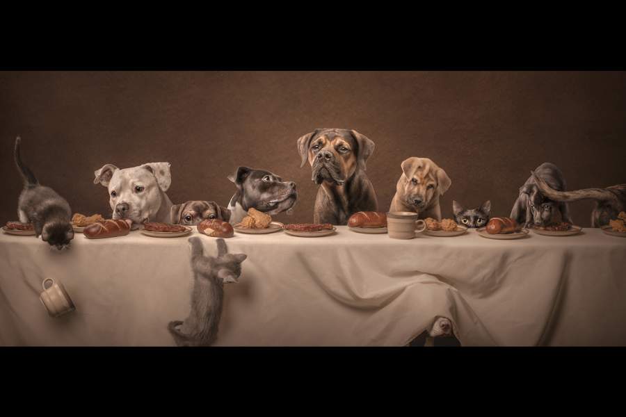 Dog Photography Awards 2025