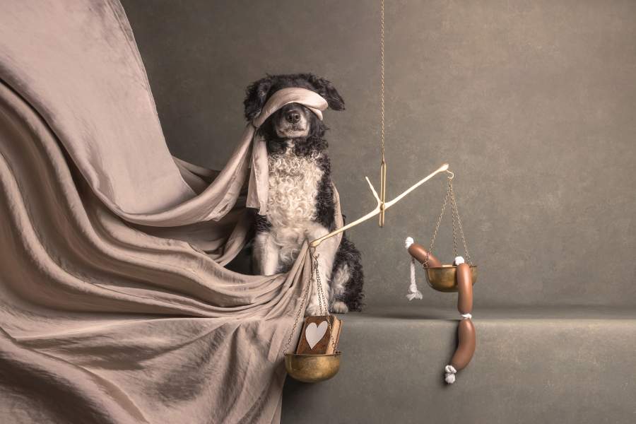 Dog Photography Awards 2025