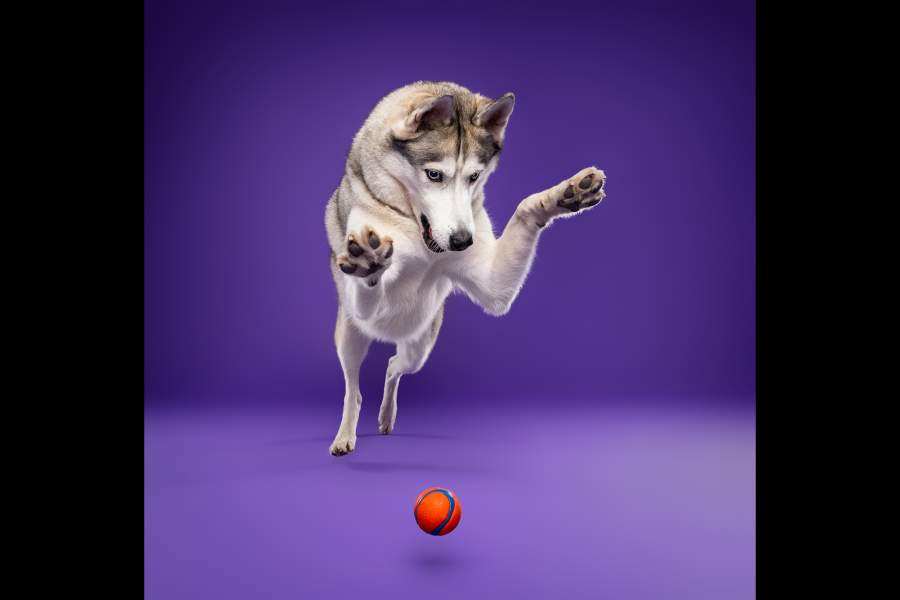 Dog Photography Awards 2025