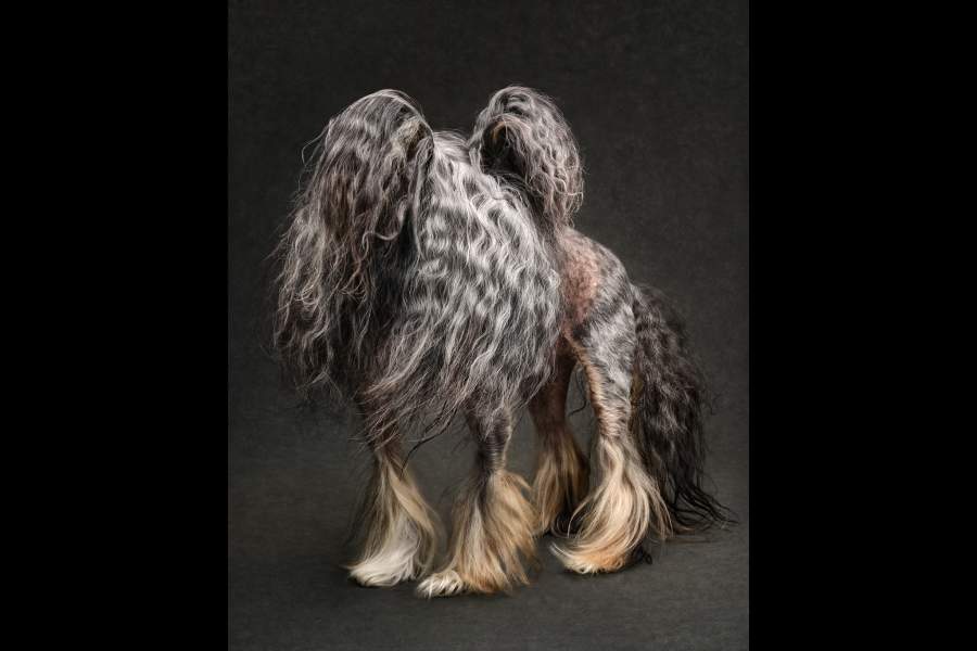 Dog Photography Awards 2025