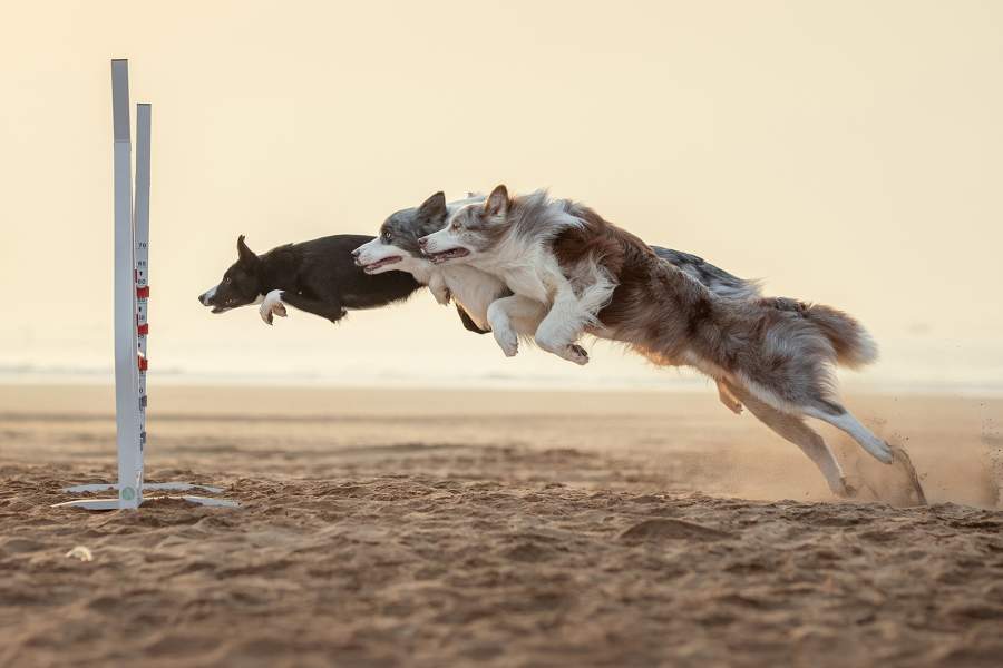 Dog Photography Awards 2025