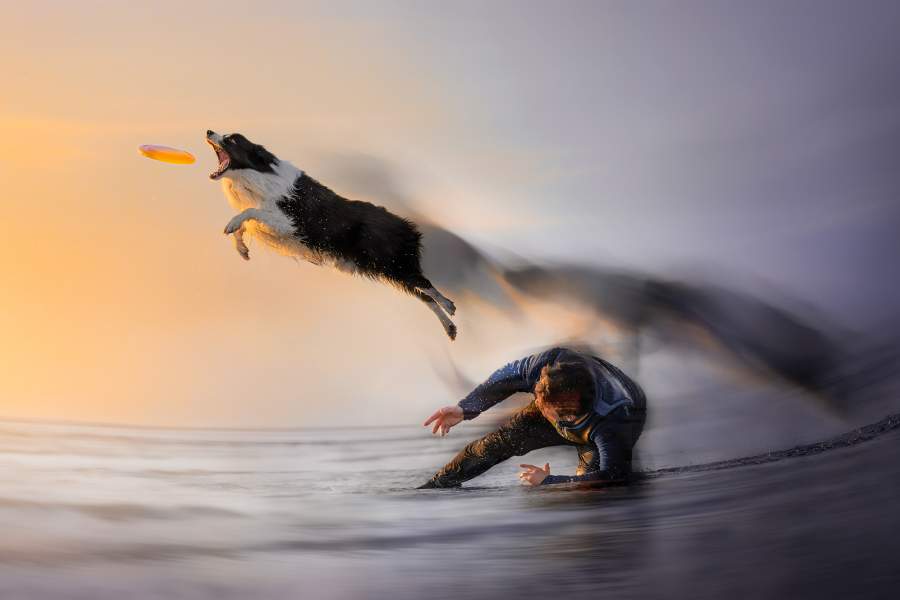Dog Photography Awards 2025