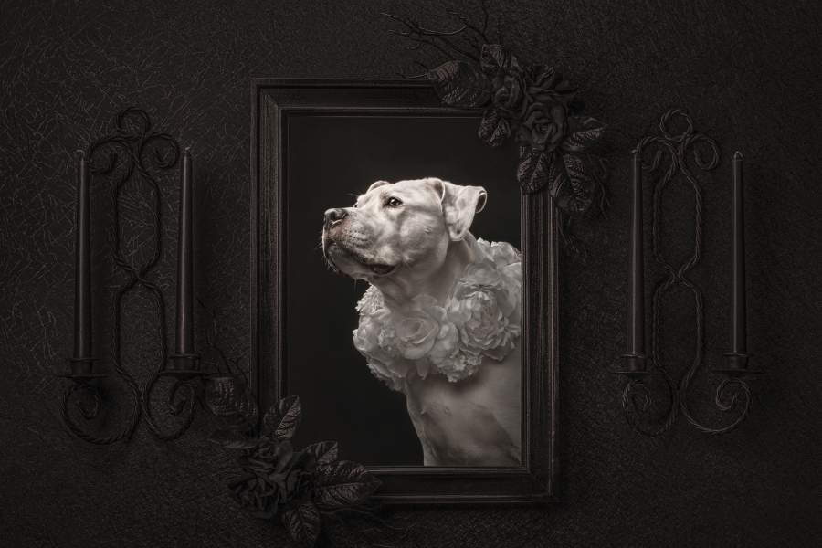 Dog Photography Awards 2025