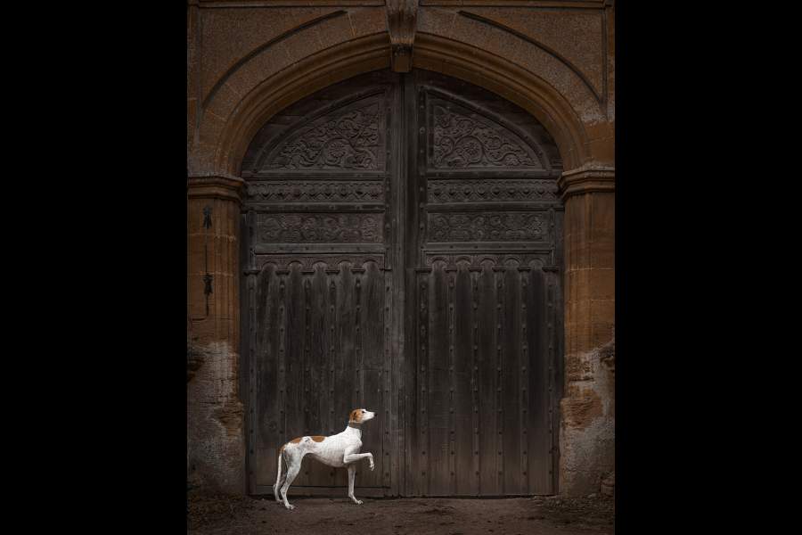 Dog Photography Awards 2025