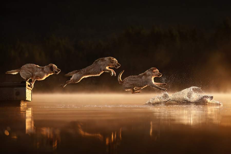 Dog Photography Awards 2025