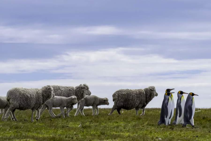 Comedy Wildlife Photography Awards