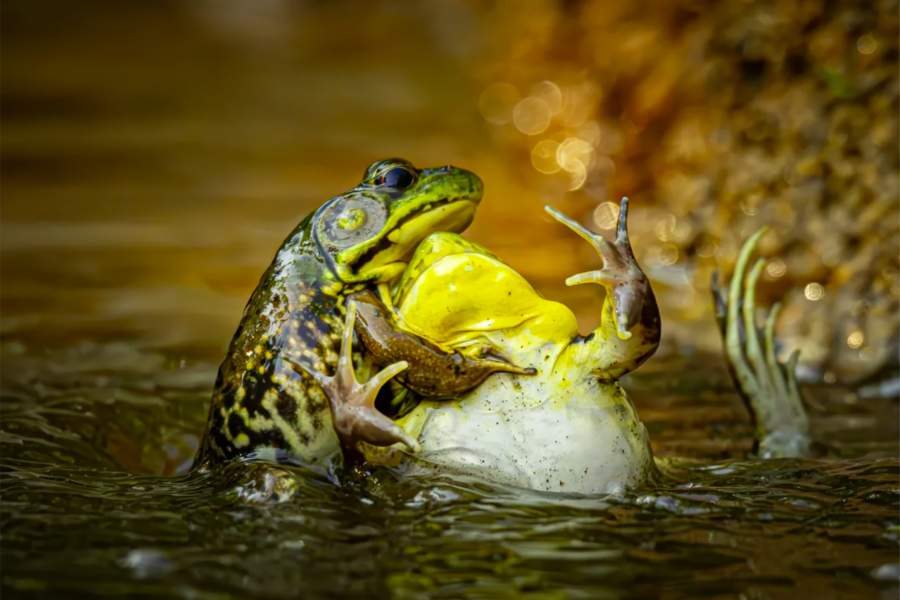 Comedy Wildlife Photography Awards