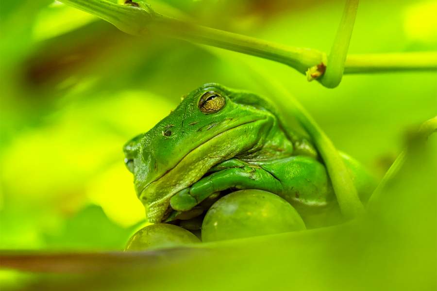 Comedy Wildlife Photography Awards