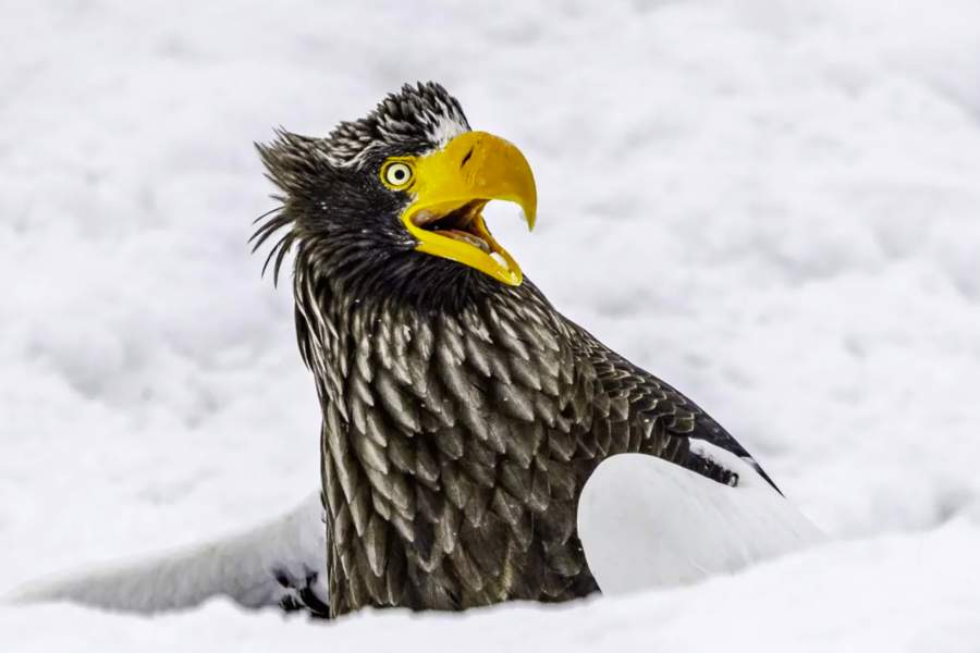 Comedy Wildlife Photography Awards