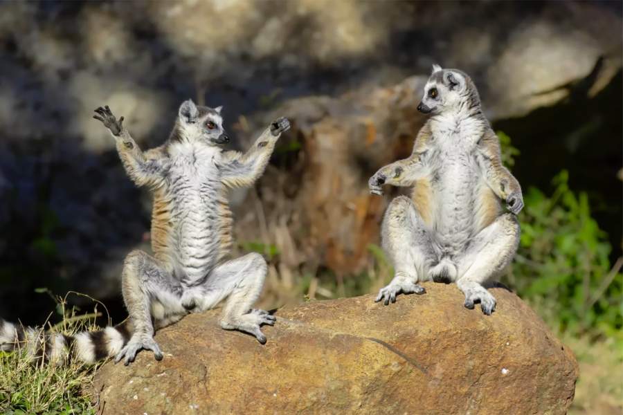 Comedy Wildlife Photography Awards