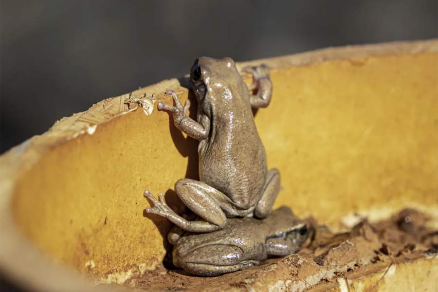 Comedy Wildlife Photography Awards