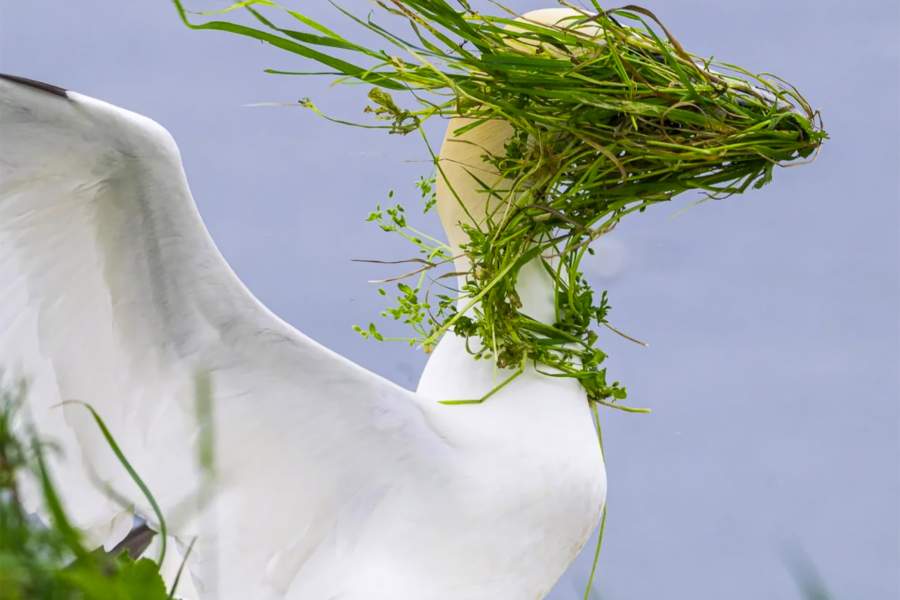 Comedy Wildlife Photography Awards