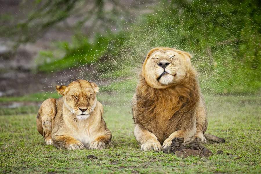 Comedy Wildlife Photography Awards